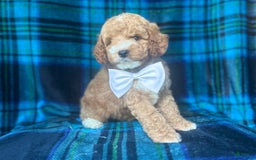 Cavapoo dogs for sale: Denver - Image 1