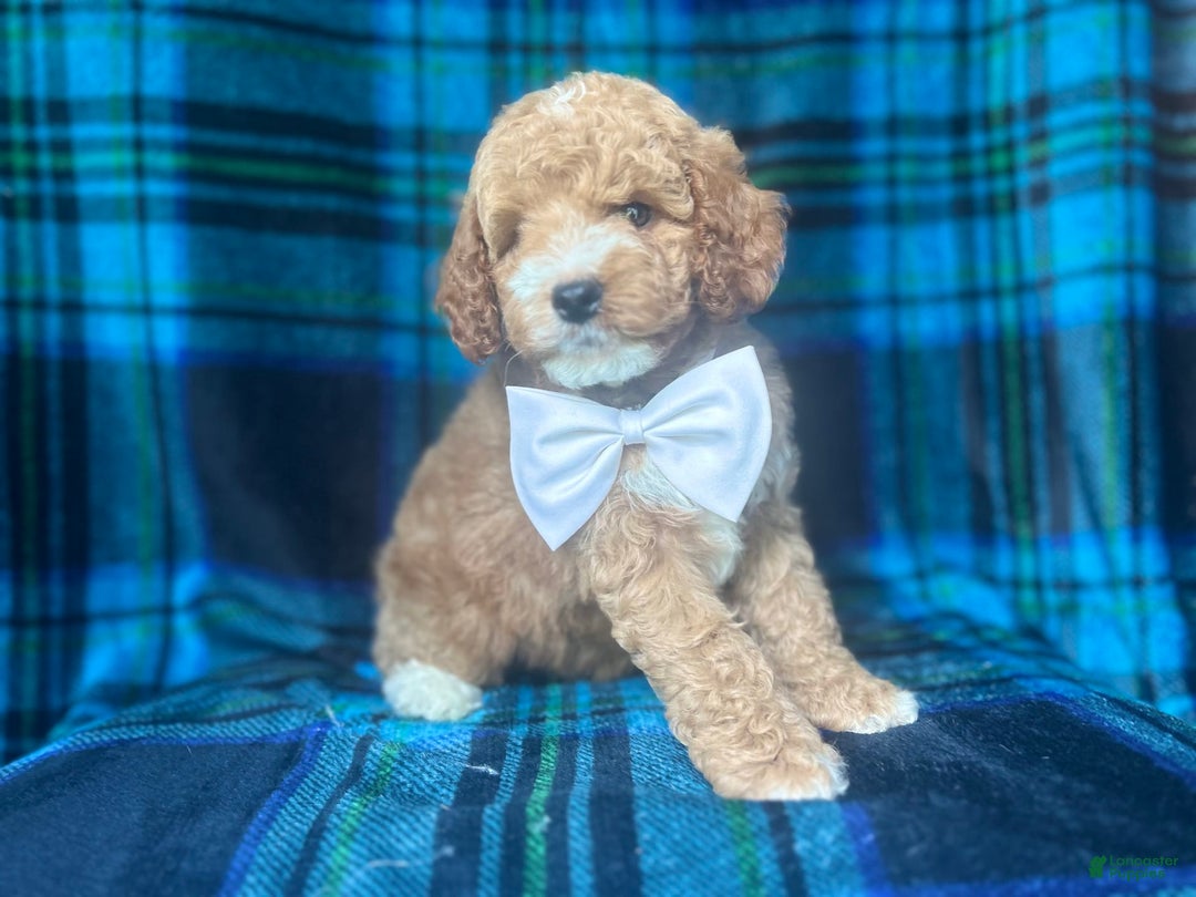 Cavapoo dogs for sale: Denver - Image 1