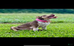 American Bully dogs for sale: Ms Daisy - Image 7