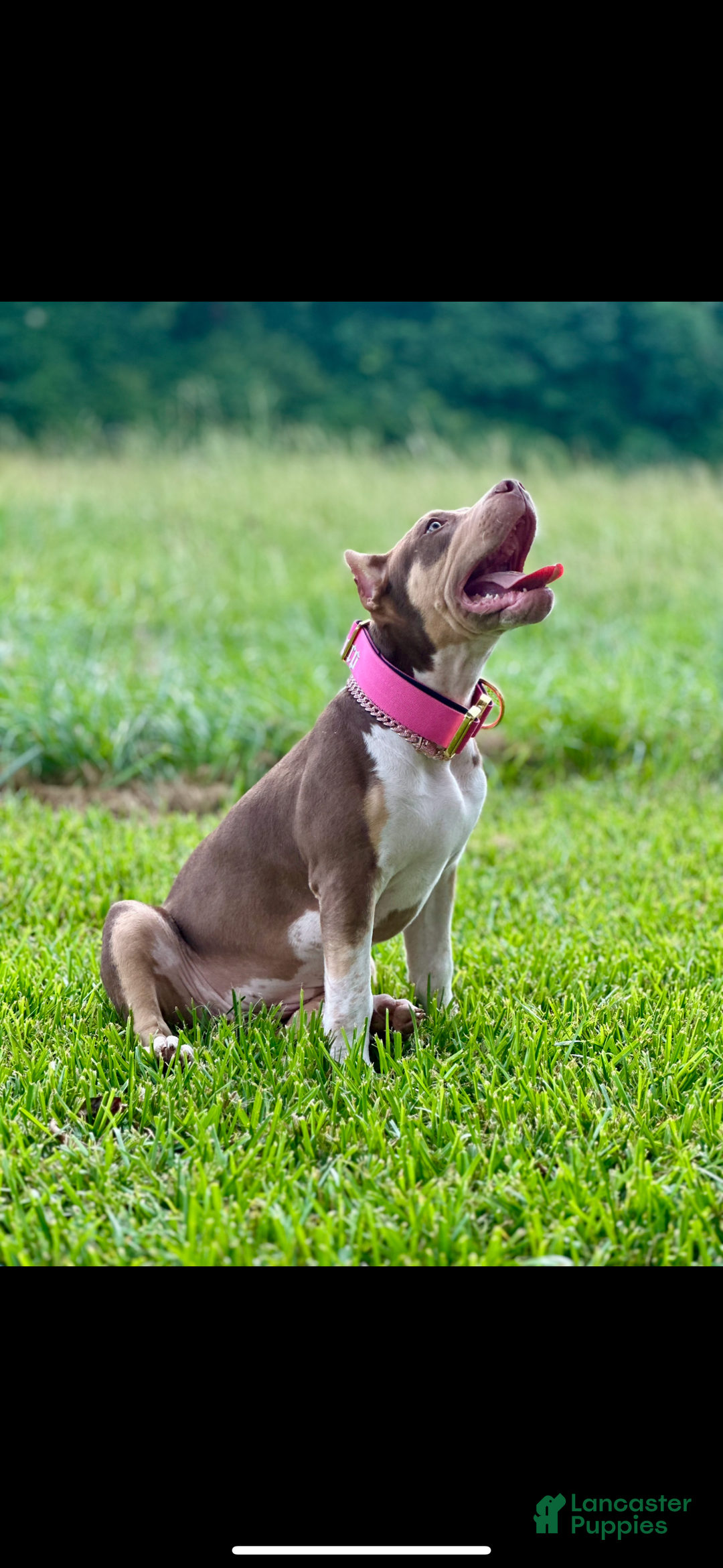 American Bully dogs for sale: Ms Daisy - Image 7