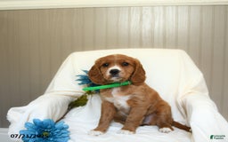 Miniature Golden Retriever dogs for sale: Rache - Image 2