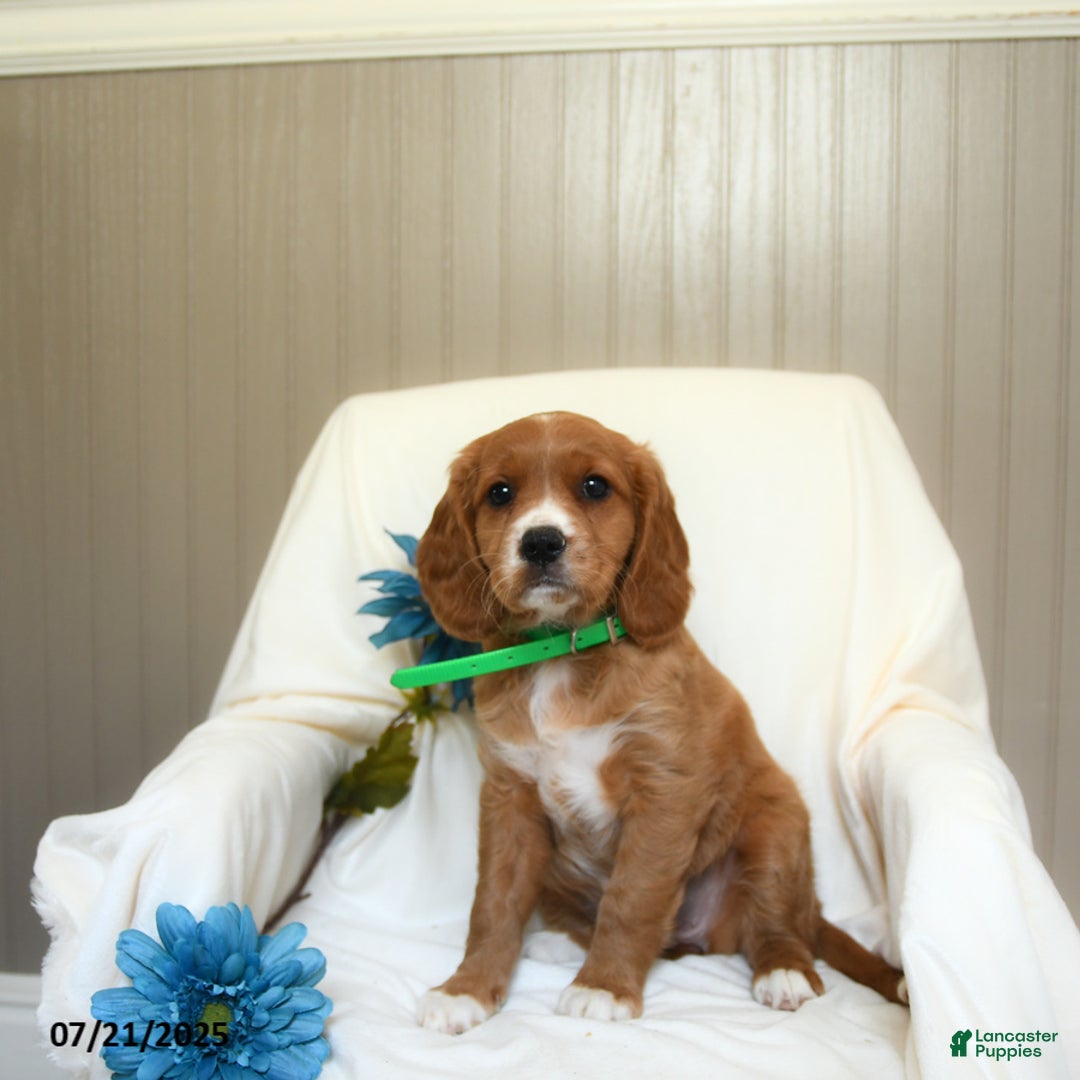 Miniature Golden Retriever dogs for sale: Rache - Image 2