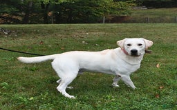 Labrador Retriever dogs for sale: Hezekiah - Image 5