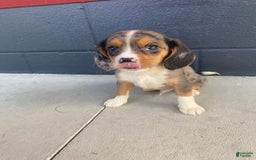 Beaglier dogs for sale: Max - Image 2