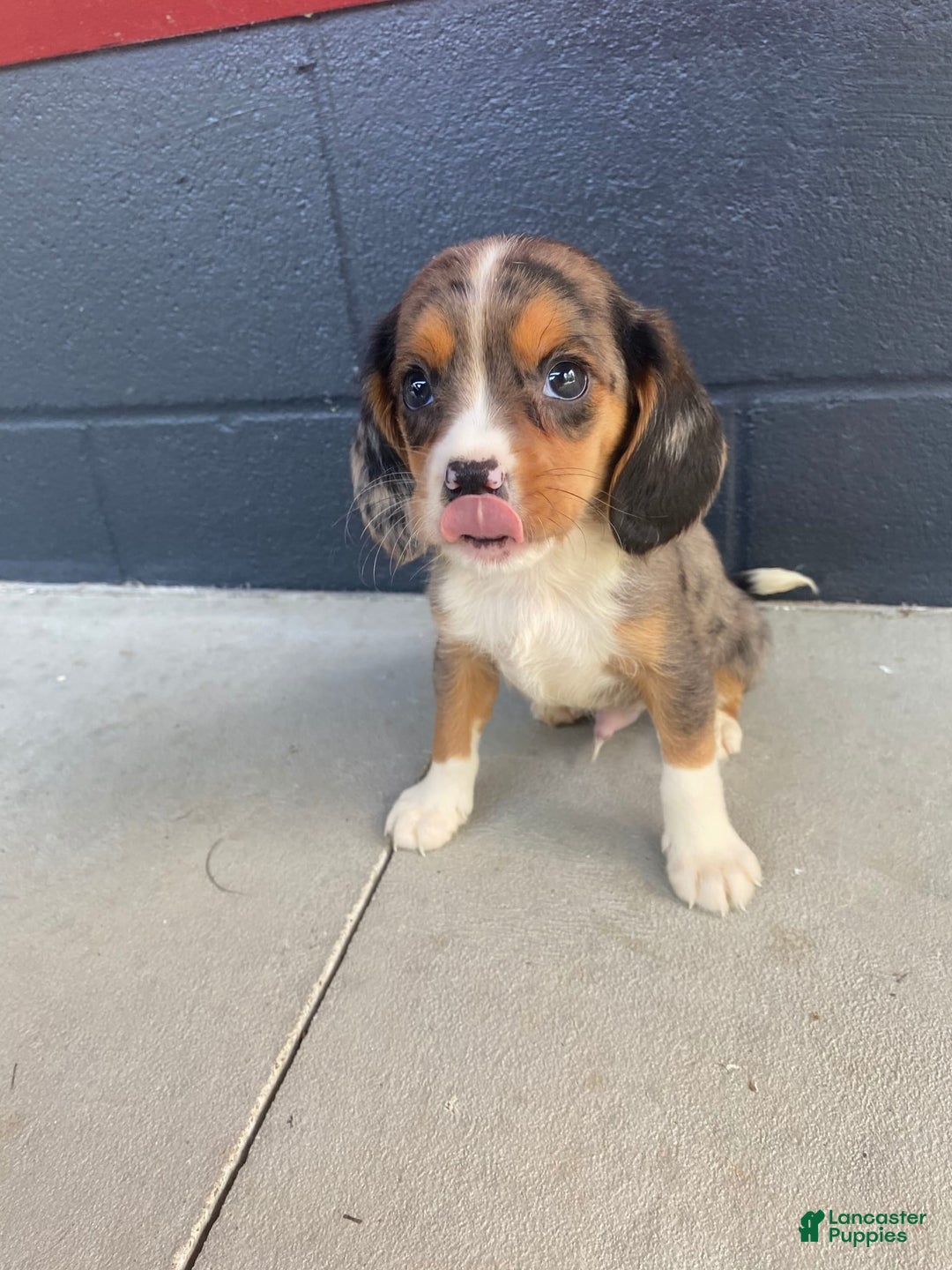 Beaglier dogs for sale: Max - Image 2
