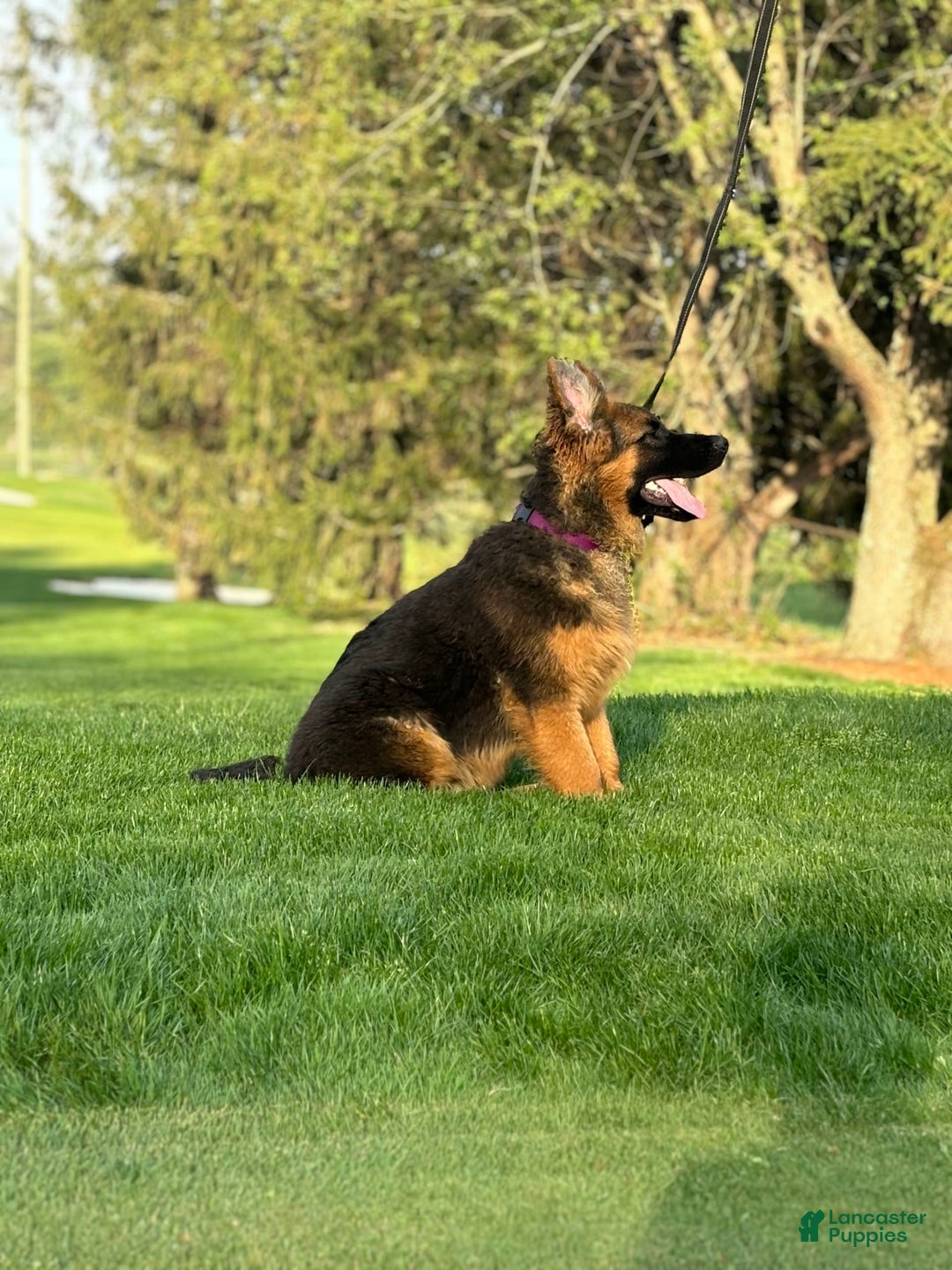 German Shepherd dogs for sale: Purple - Image 2