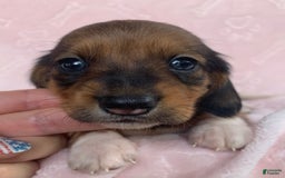 Miniature Dachshund dogs for sale: Baby Cleo - Image 1
