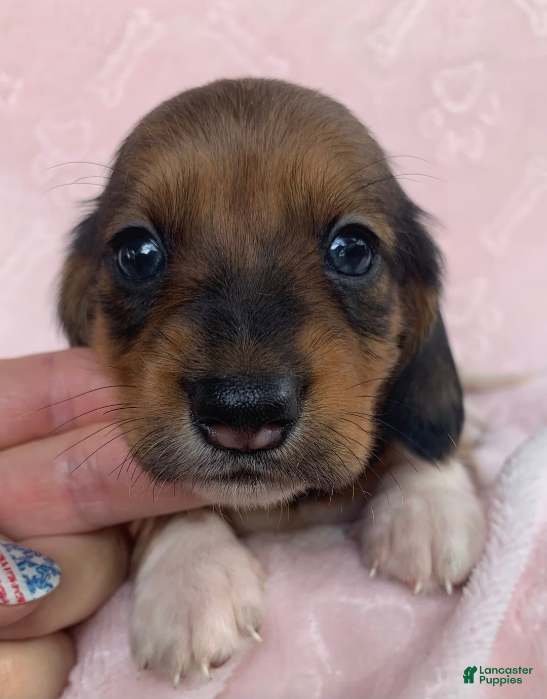 Miniature Dachshund dogs for sale: Baby Cleo - Image 1