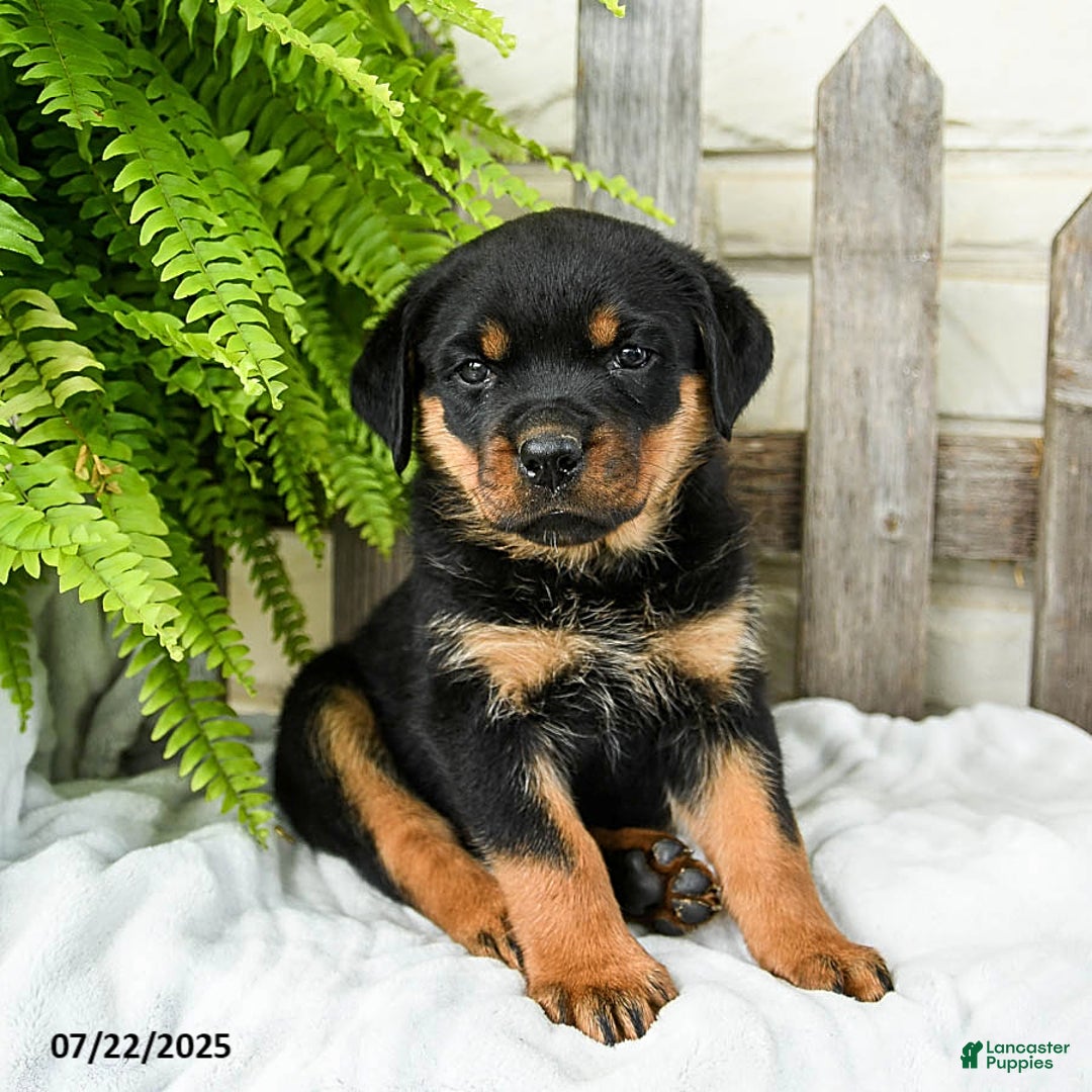 Rottweiler dogs for sale: Rottweiler 9 puppies - Image 2