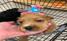 Cockapoo dogs for sale: Otis - Image 3