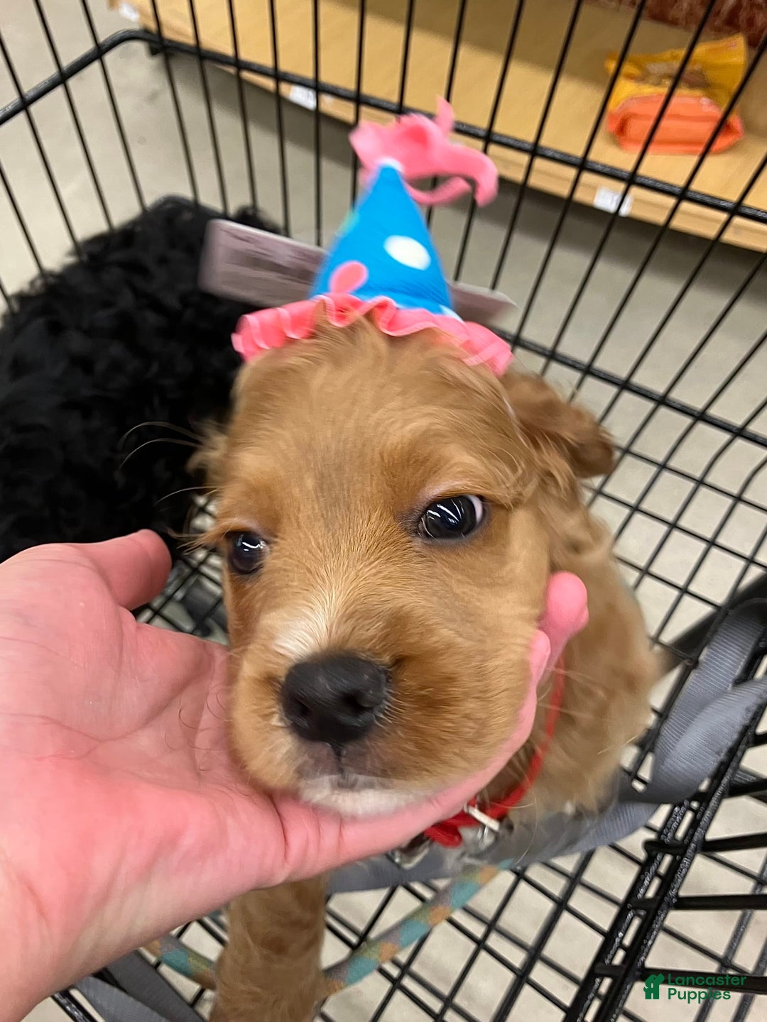 Cockapoo dogs for sale: Otis - Image 3