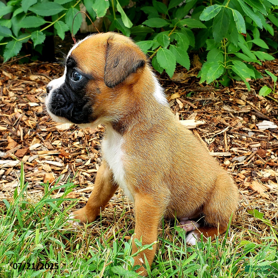 Boxer dogs for sale: Zakar - Image 5