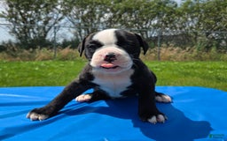 American Bulldog dogs for sale: Matilda - Image 8