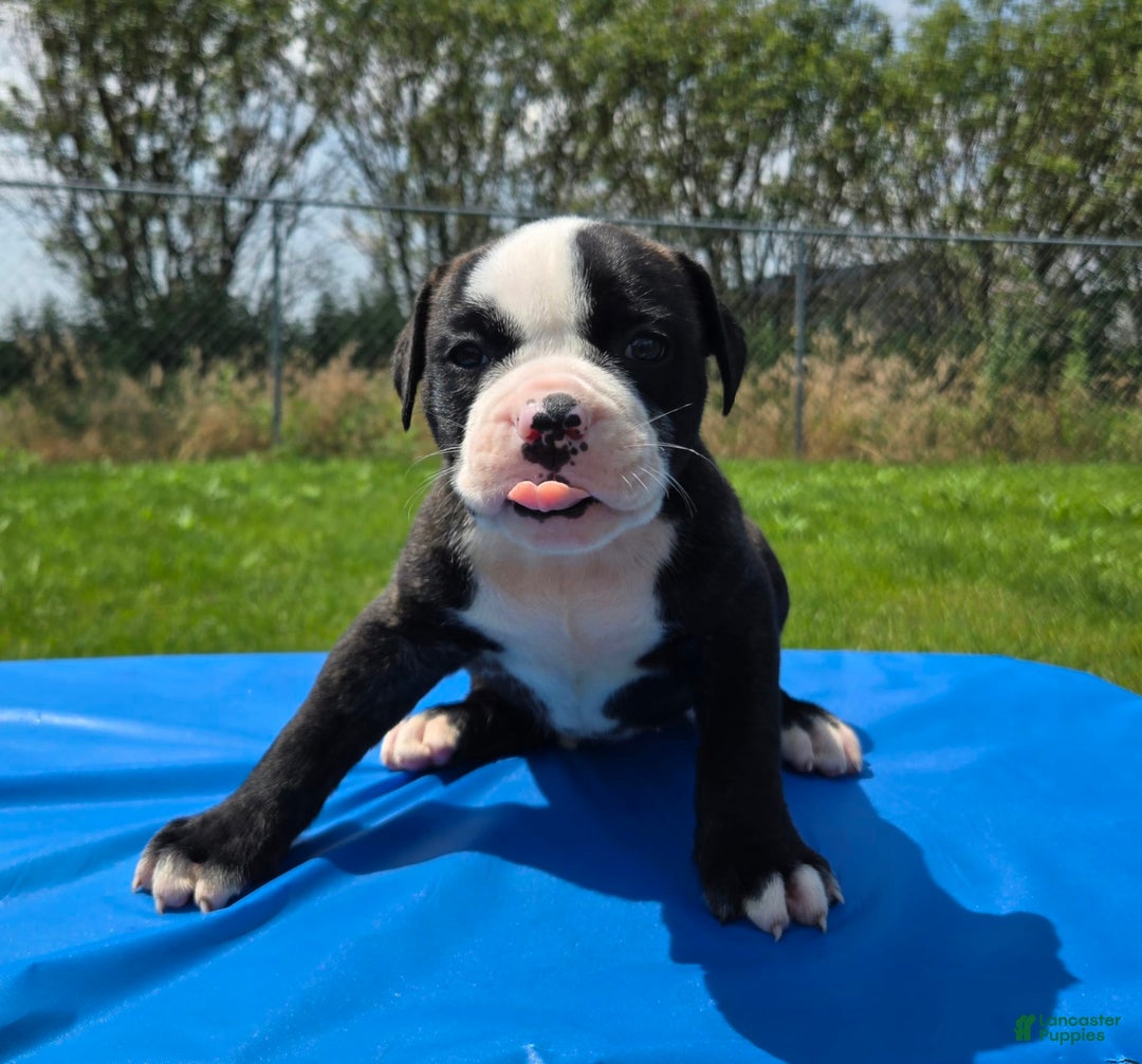 American Bulldog dogs for sale: Matilda - Image 8