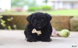 Yorkiepoo dogs for sale: Sammy - Image 9