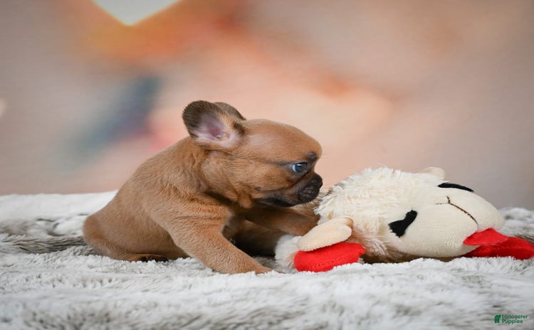 French Bulldog dogs for sale - Ad 1