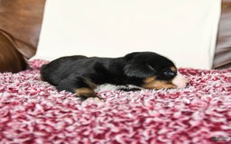 Greater Swiss Mountain Dog dogs for sale: Frances - Image 13