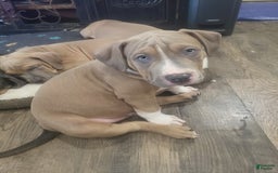American Bully dogs for sale: Socks - Image 84