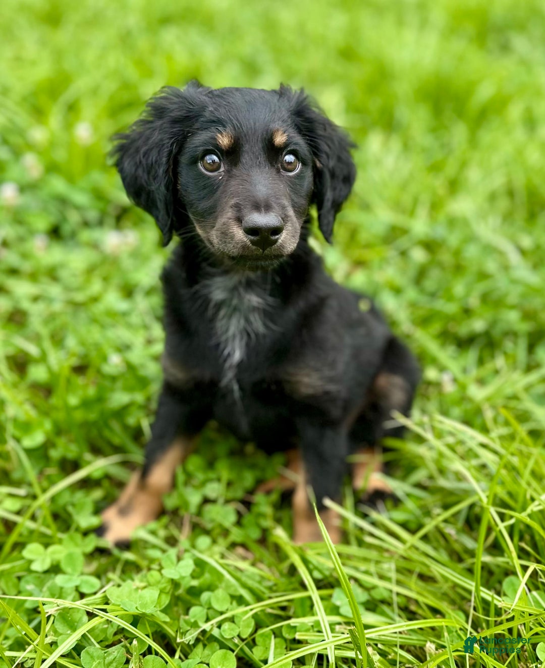 Dachshund dogs for sale: Molasses - Image 13