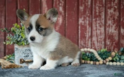 Welsh Corgi Pembroke dogs for sale: Natasha - Image 3