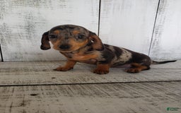 Miniature Dachshund dogs for sale: Sophie - Image 2