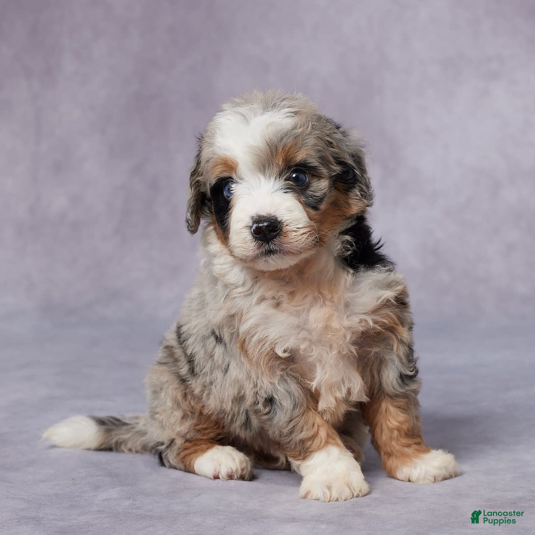 Mini Bernedoodle dogs for sale: Carter - Image 5