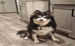 Pomsky dogs for sale: Blizzard - Image 7