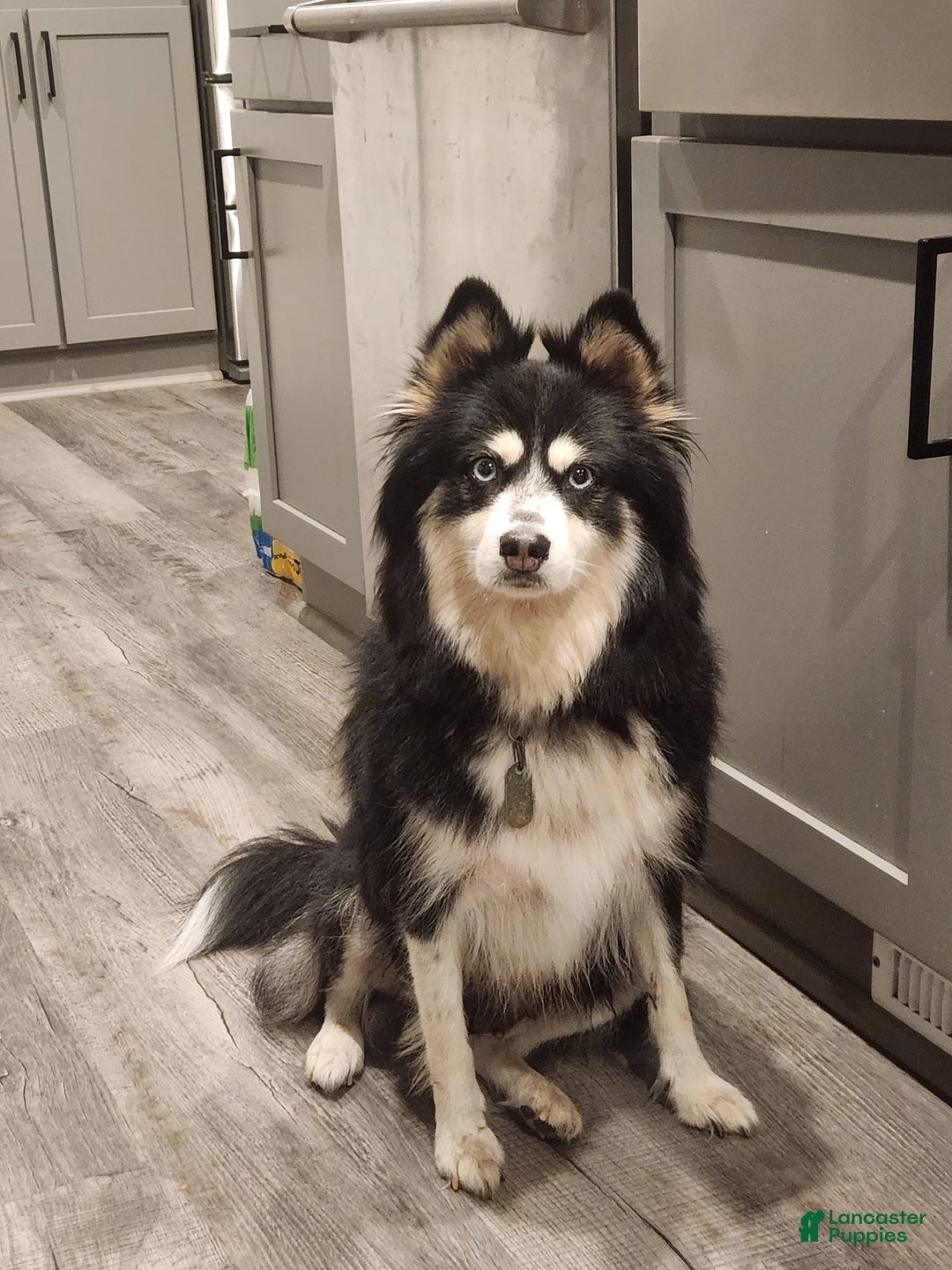 Pomsky dogs for sale: Blizzard - Image 7