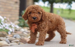Goldendoodle dogs for sale: Hawk - Image 12