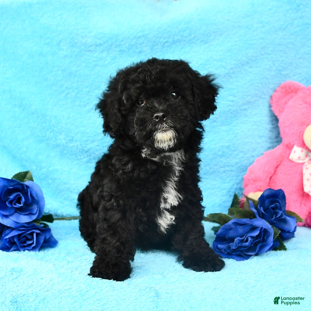Shihpoo dogs for sale: Tina - Image 2