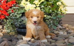 Bichpoo dogs for sale: Gina - Image 5