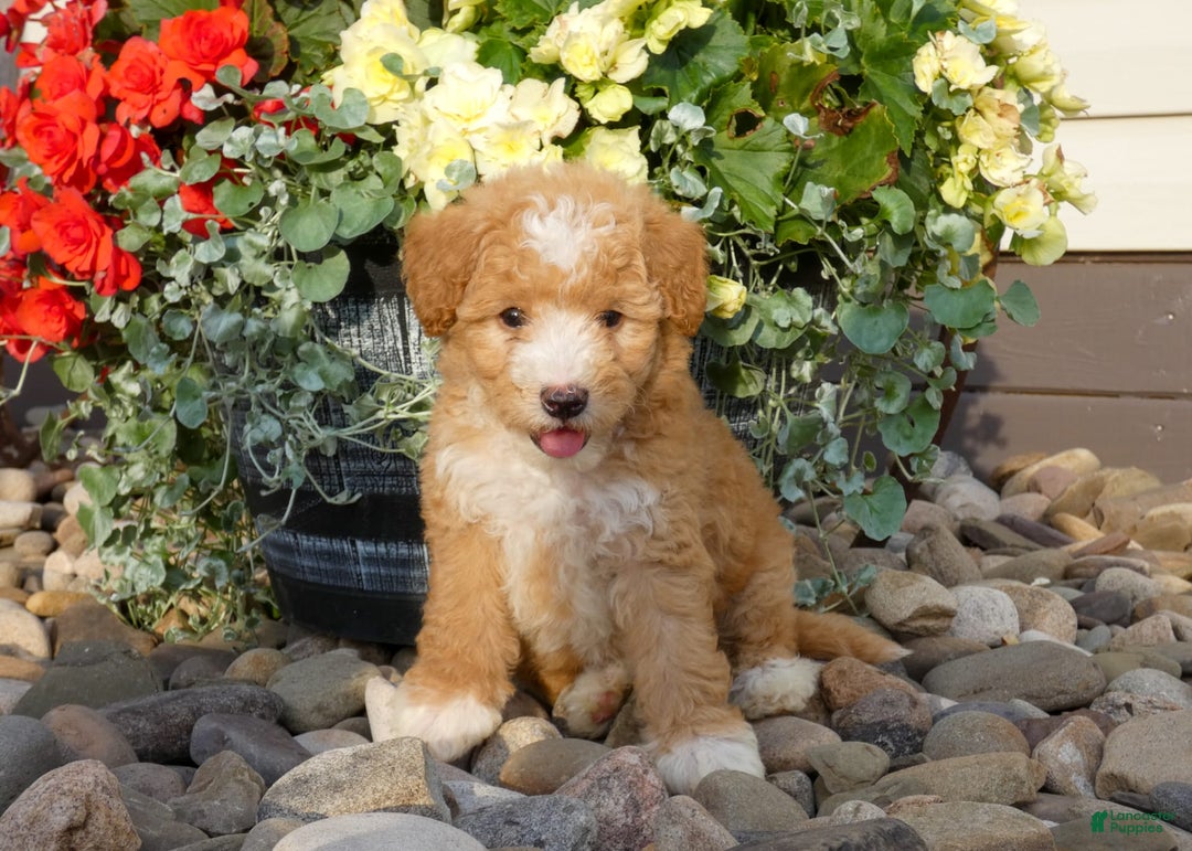 Bichpoo dogs for sale: Gina - Image 5