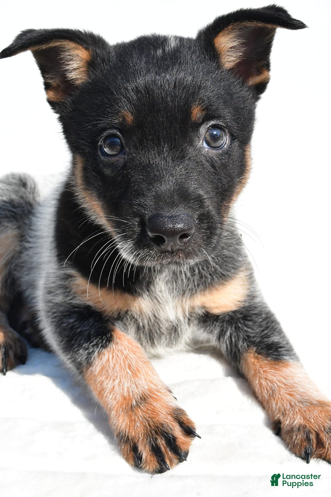 Australian Cattle Dog dogs for sale: Cowgirl - Image 7
