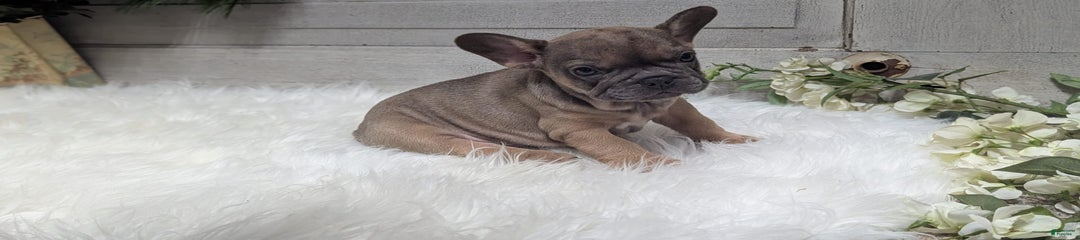 Louie