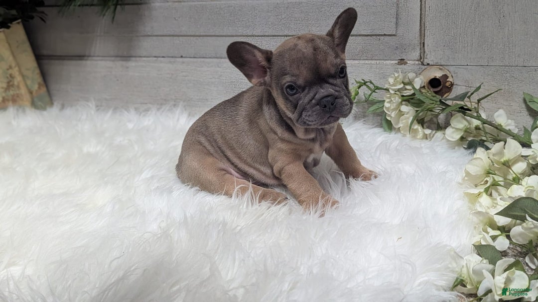 French Bulldog dogs for sale: French Bulldog 2 puppies - Image 9