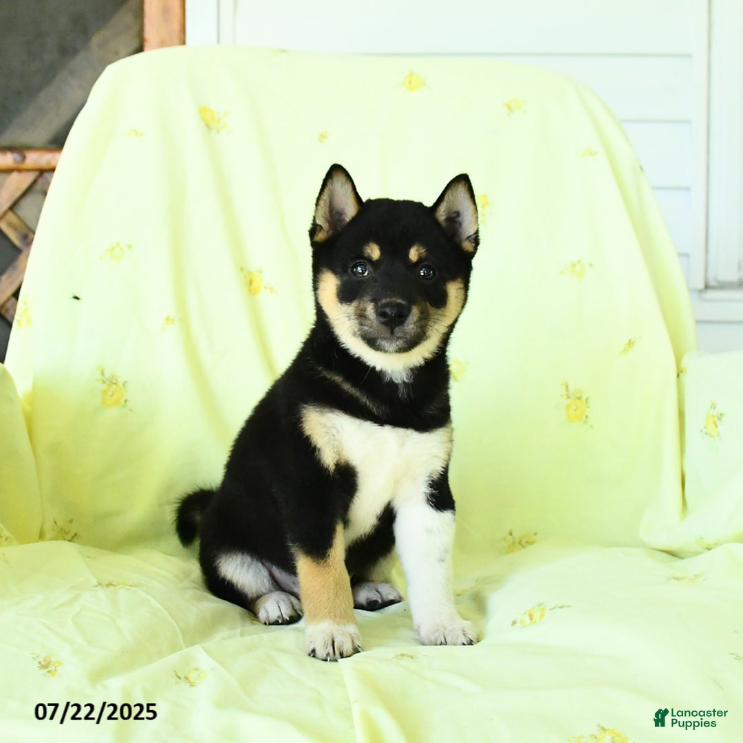 Shiba Inu dogs for sale: Chester - Image 3