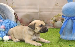 Catahoula Leopard Dog dogs for sale: Goldie 2025 M2 - Image 8
