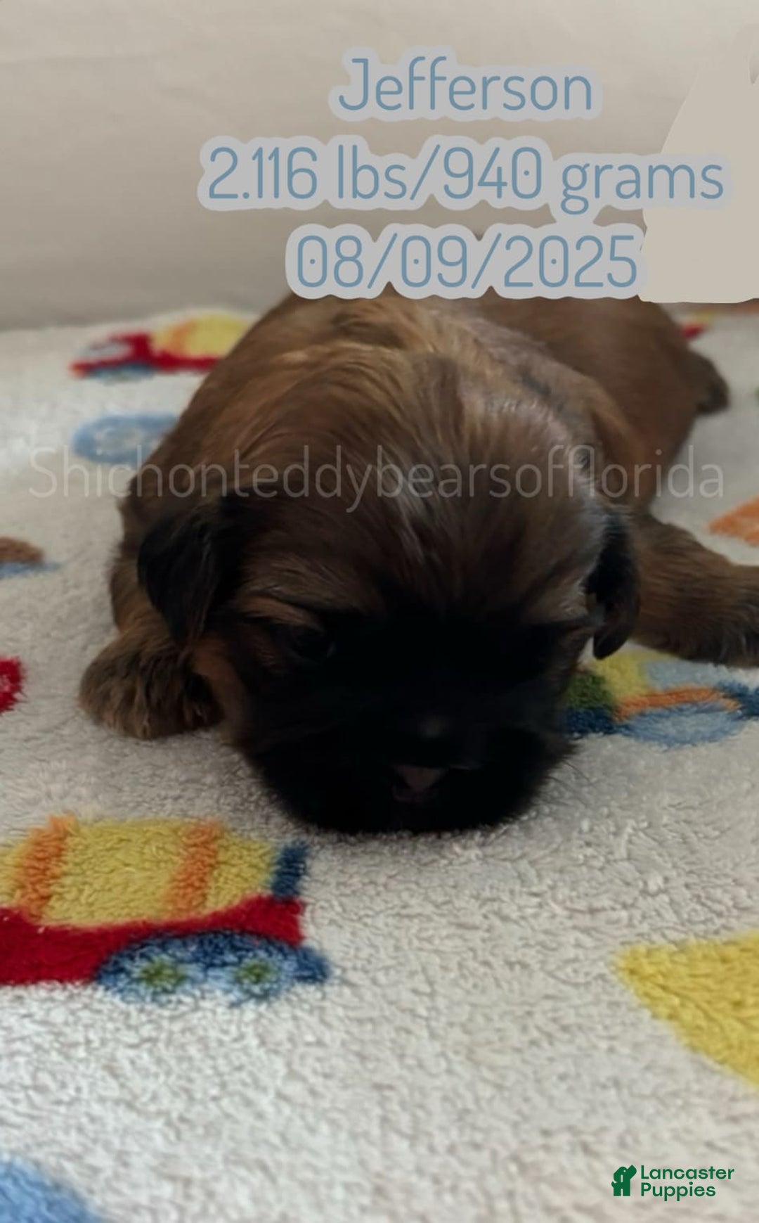 Teddy Bear dogs for sale: Teddy Bear 3 puppies - Image 1