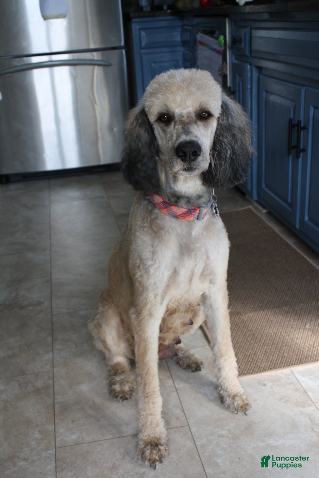 Goldendoodle dogs for sale: Rhys - Image 6