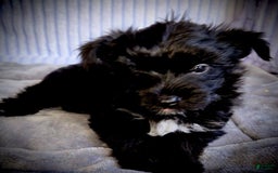 Morkie dogs for sale: Ryker - Image 8