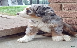 Mini Bernedoodle dogs for sale: Mia - Image 16