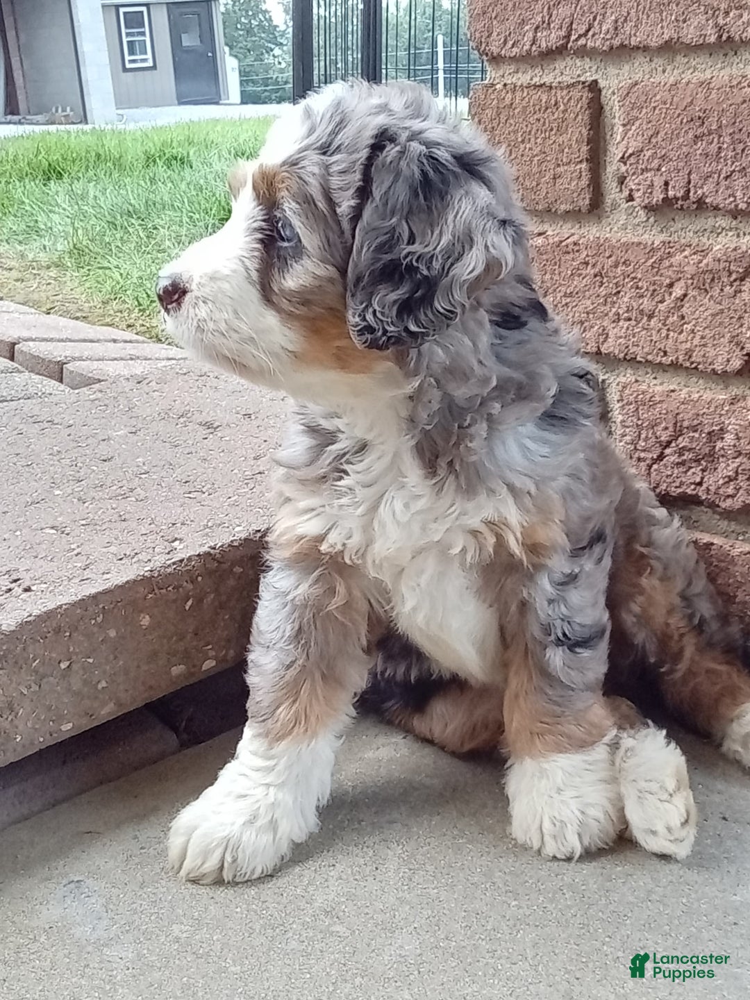 Mini Bernedoodle dogs for sale: Mia - Image 16