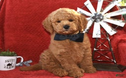 Mini Goldendoodle dogs for sale: Daisey Mae - Image 3
