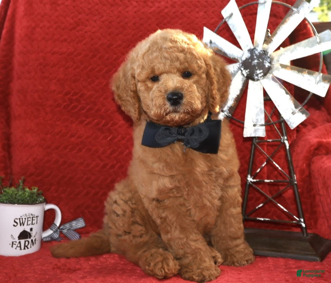 Mini Goldendoodle dogs for sale: Daisey Mae - Image 3