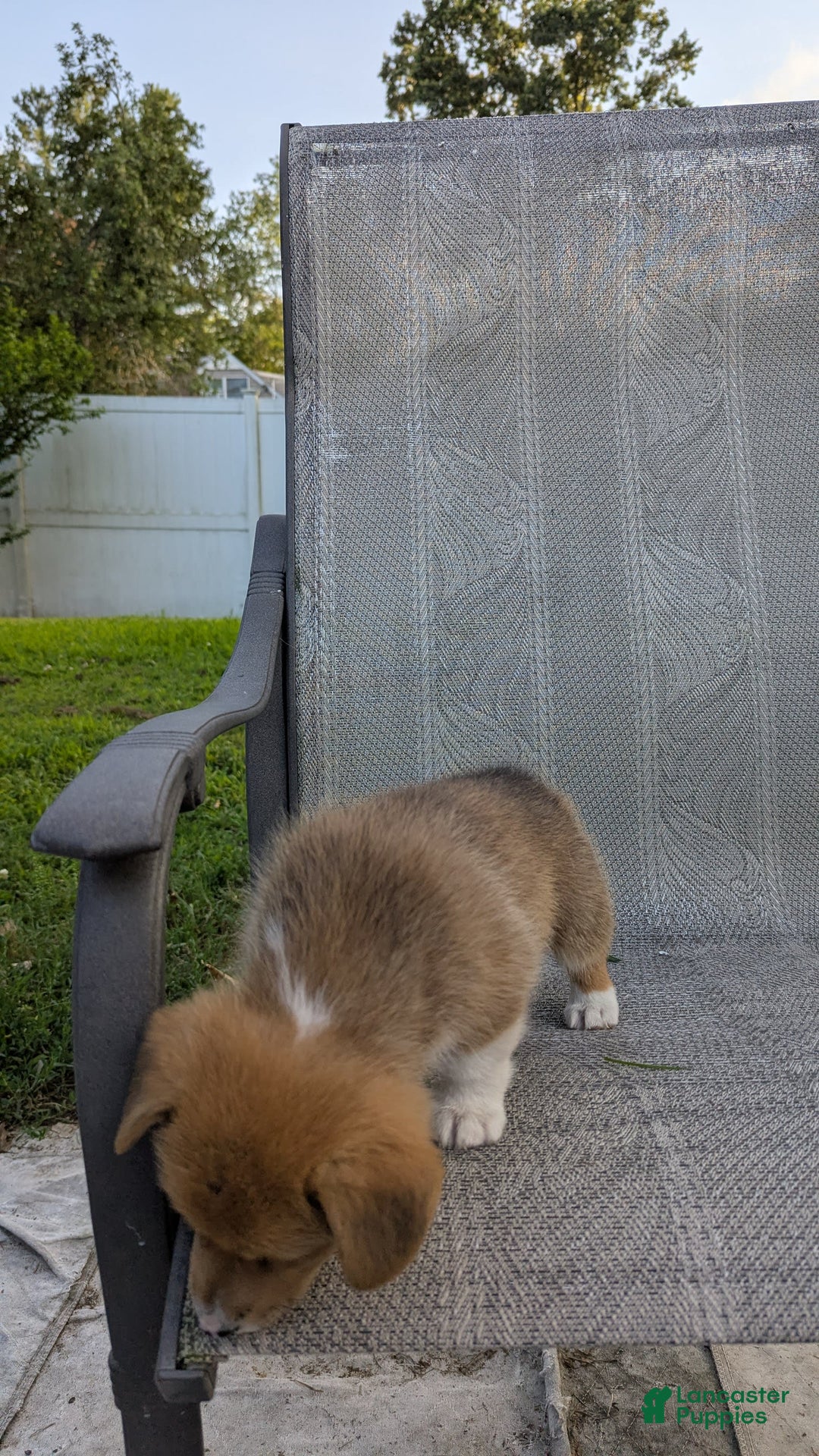 Welsh Corgi Pembroke dogs for sale: Redwhitefemale - Image 6