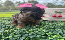 Maltipoo dogs for sale: Maria - Image 7