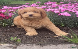 Cockapoo dogs for sale: Nellie - Image 2