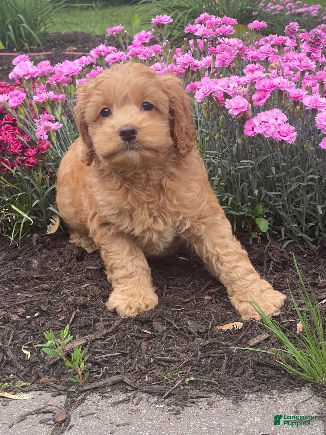 Cockapoo dogs for sale: Nellie - Image 2