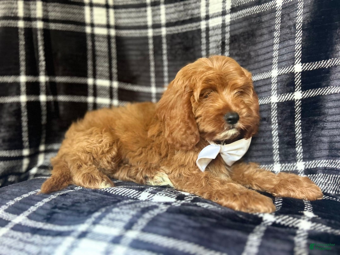 Cavapoo dogs for sale: Whiskey - Image 6