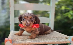 Miniature Dachshund dogs for sale: Kyle - Image 8